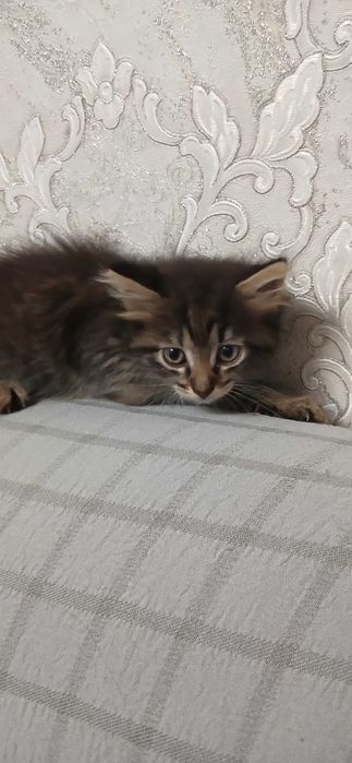 Котята отдам бесплатно