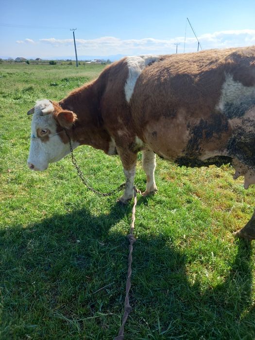 Vand vaca de 10 ani baltata românească talie mare