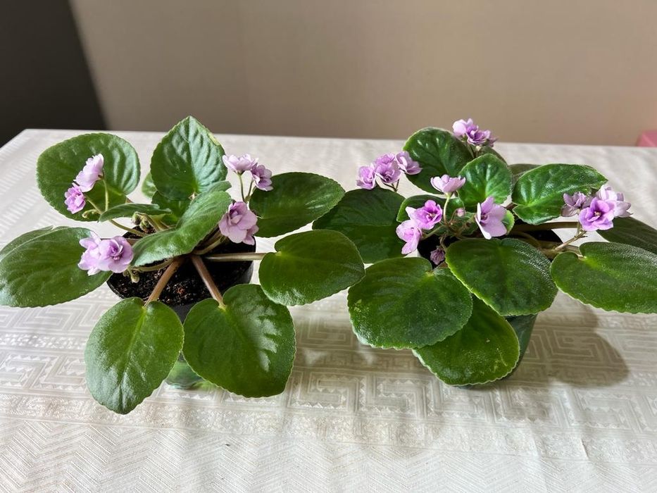 Продам комнатные цветы.