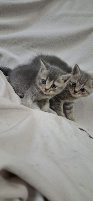 Замечательные котята шотландские