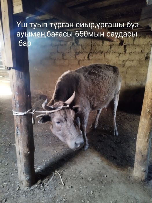 сиырлар сатылады