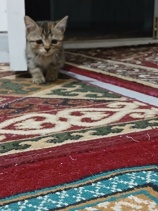 2 ayliq pishiq balalar jaqsi qollarga pulsiz (esheyin) beriledi