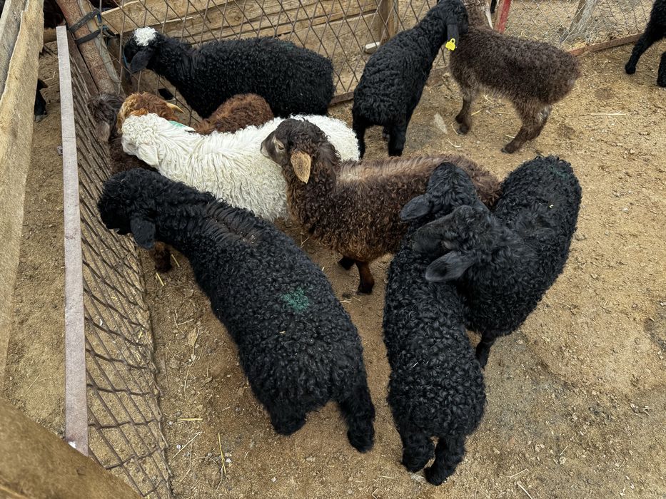 Оттыққан Қозылар Марқа қозылар