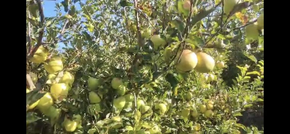 Яблоневые сады, яблоки