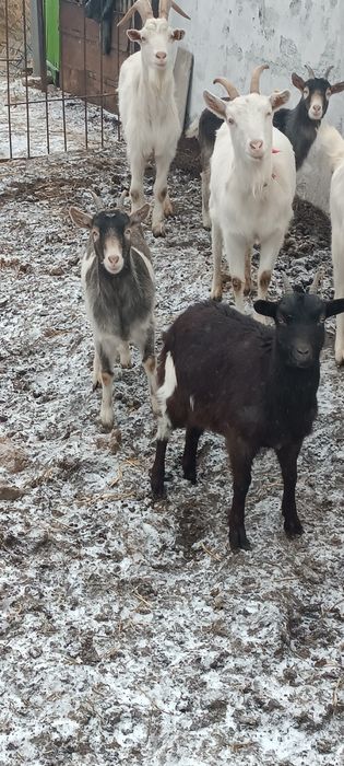 Продам молодых коз
