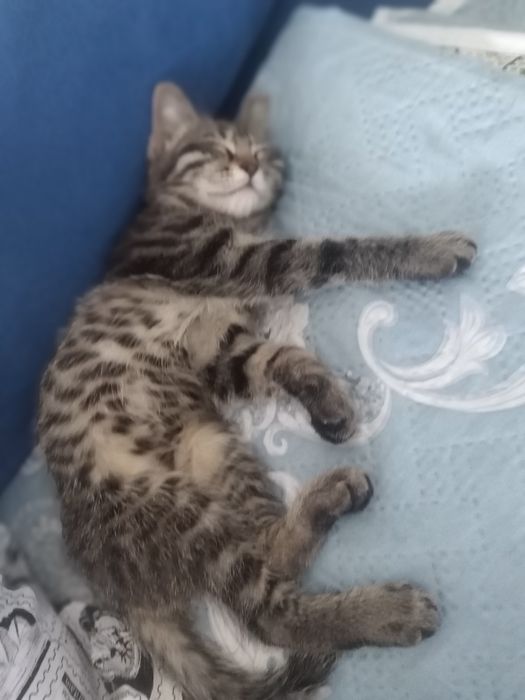 Отдам в добрые руки котёнка 2 месяца