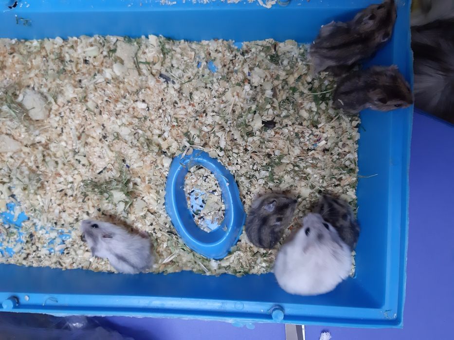 Хомячки-джунгарики