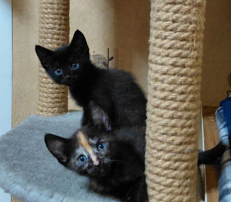 Отдам котёнка в добрые руки