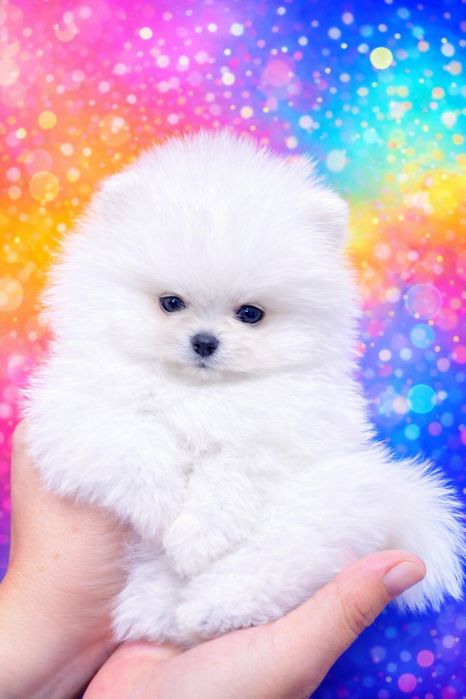 Клубные щенки шпица