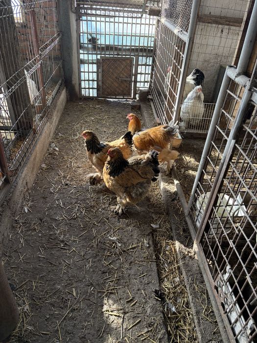 Gaini brahma columbia