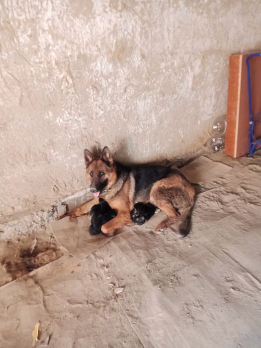 Ассалаумагалейкум