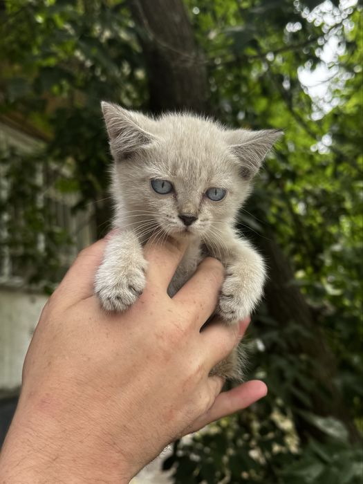 Спасите котят SOS !!