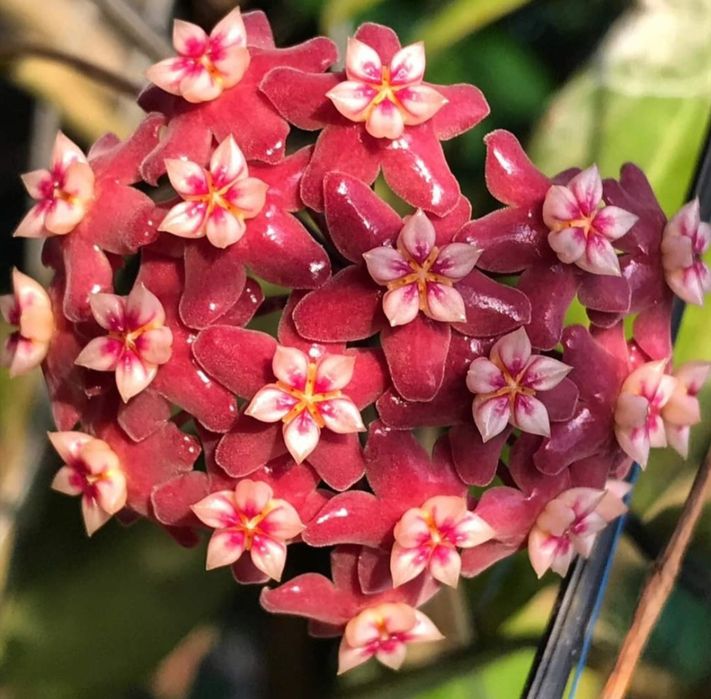 Hoya,  Lacrima Maicii Domnului