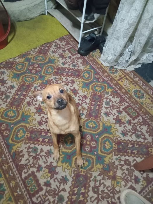 Продам русского той-терьера