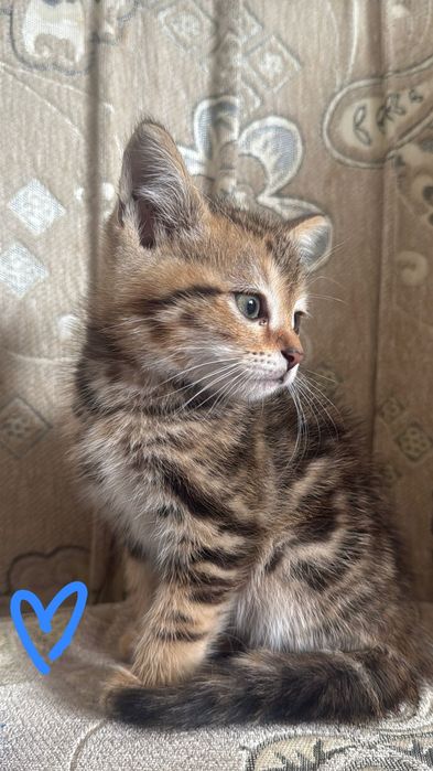 3месячные котята