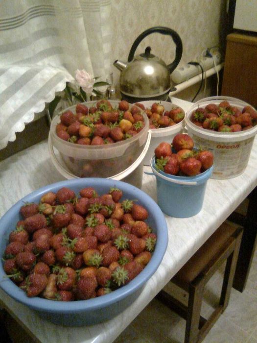 Клубника сорт Зенга -Зенгана