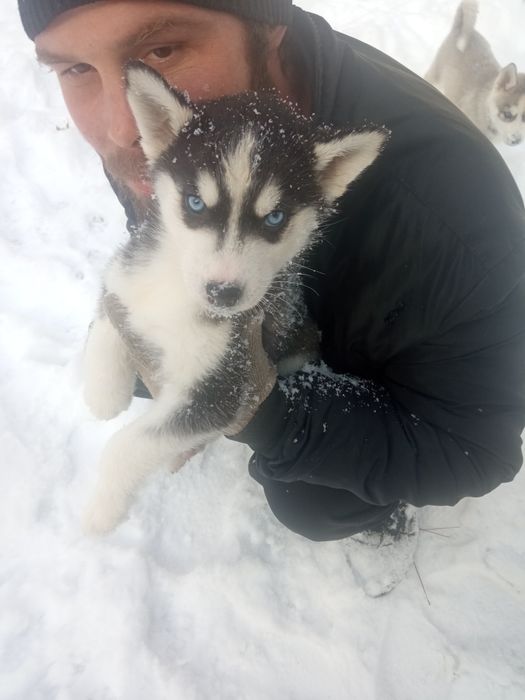 Продаются щенки сибирской хаски