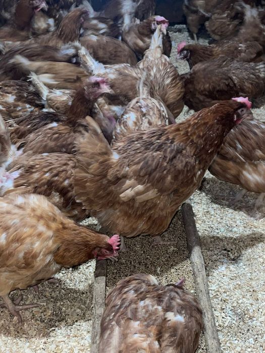 Продаётся куры несушки