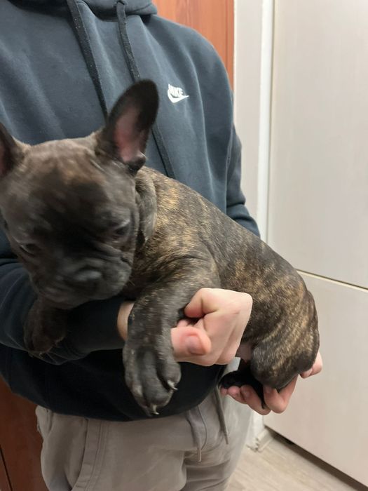 Buldog Francez Mascul