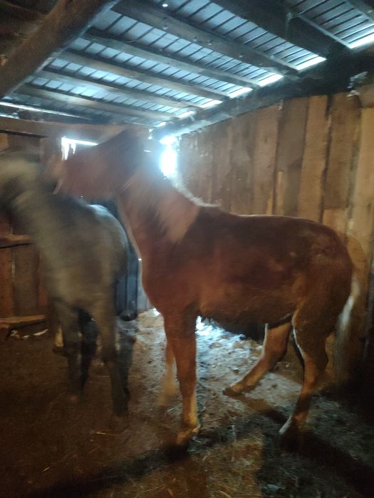 Продам Тайлар Кунандар с откорма