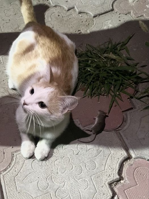 Отдаем кошку в добрые руки!