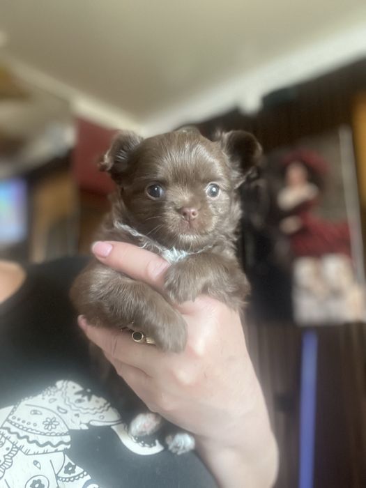 Девочка чихуахуа