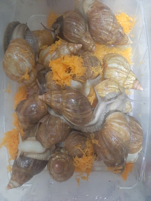 Ulitka sotiladi  6 sm 7 sm