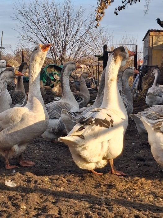 Продам гусей на племя
