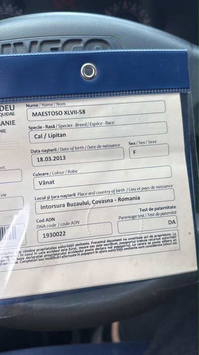Vand iapa lipitana de 13 ani