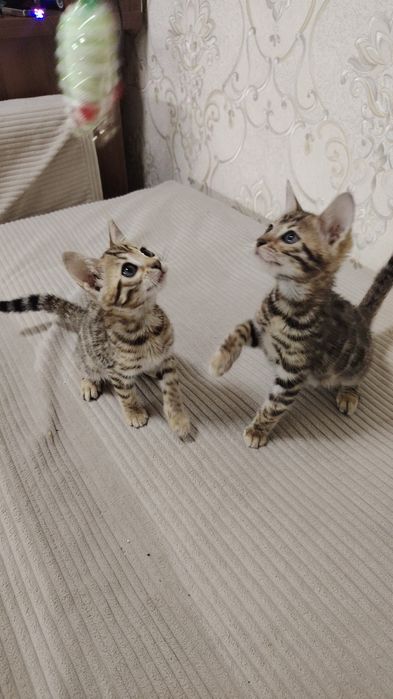 Bengal bolalari qiz o'g'il