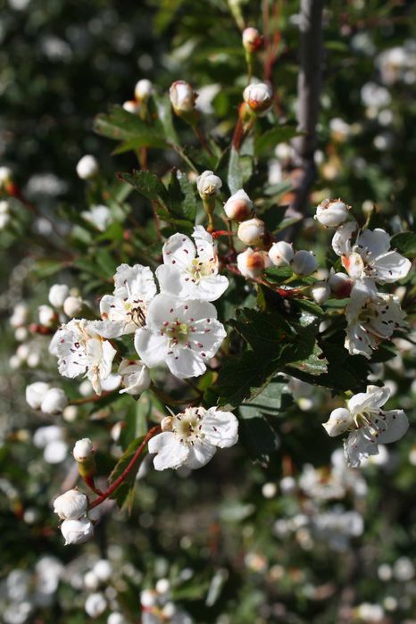 Фотоапарат Canon 1000D, перфектен за начинаещи и среднонапреднали