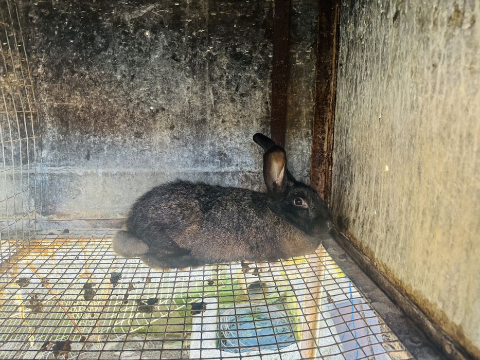 Продавам мъжки зайци