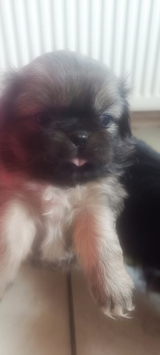 Пекинезчета родени на 12 февруари