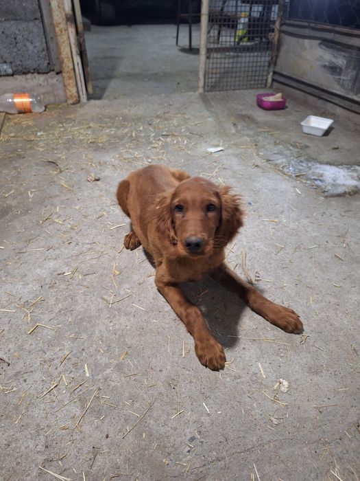 Щенок ирландский сеттер