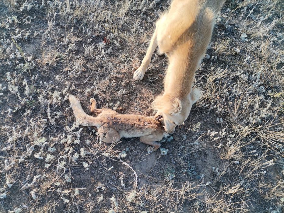 Продаю тазы .Продаю Гончи