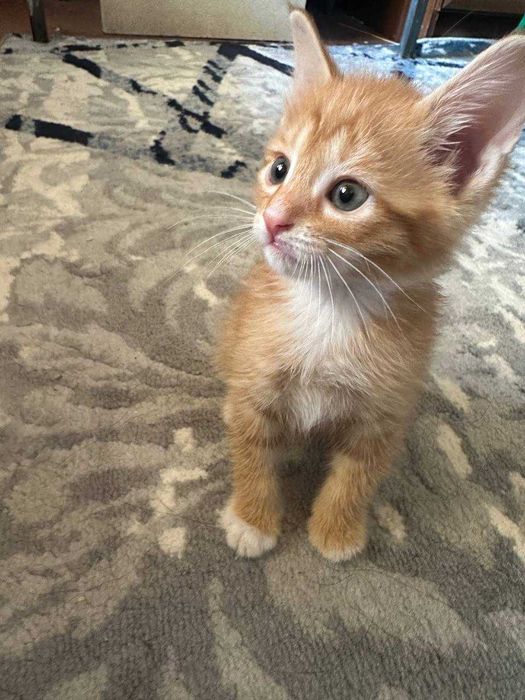 Eng yosh qiz bilan porno