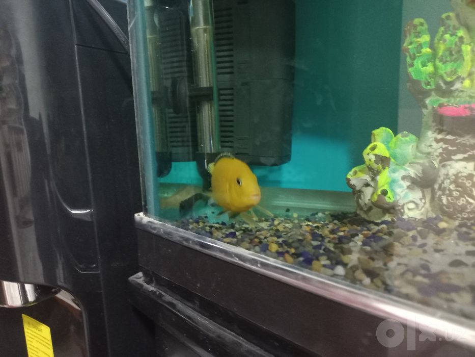 Yellow Para sotiladi
