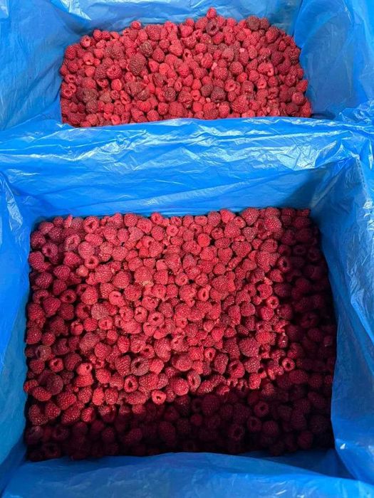замороженная малина Экспорт