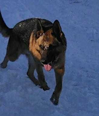 Немецкая овчарка