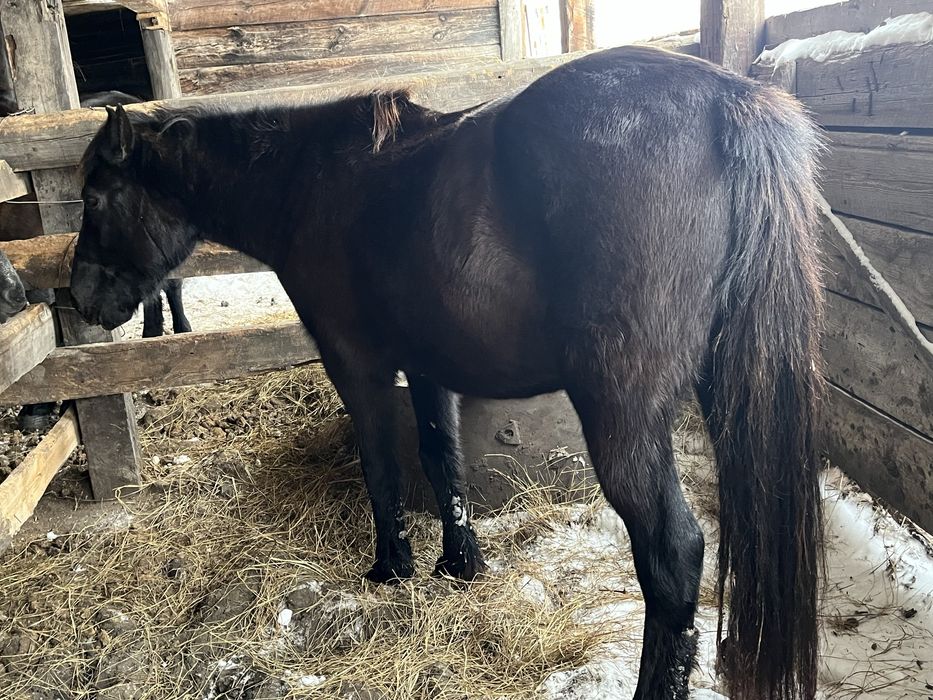 Продам кобылу с поле, спаравная