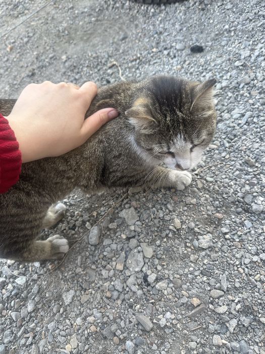 Кошка в добрые руки