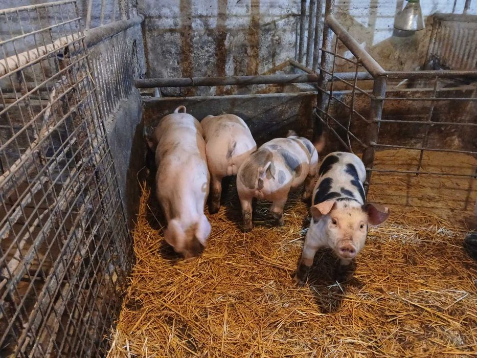 Продавам малки прасета