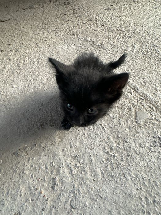 Котенок маленький
