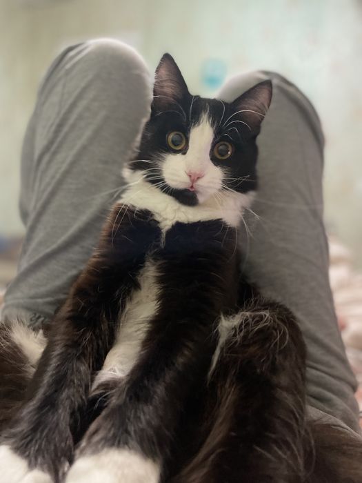 Домашний кот мальчик
