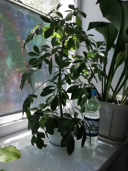 Шеффлера комнатная