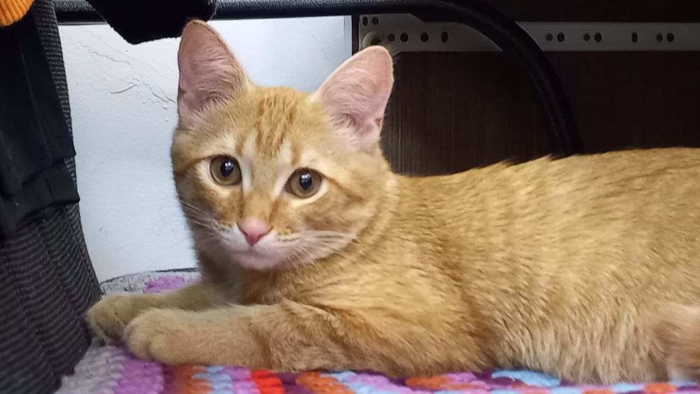 Отдам молодого котика