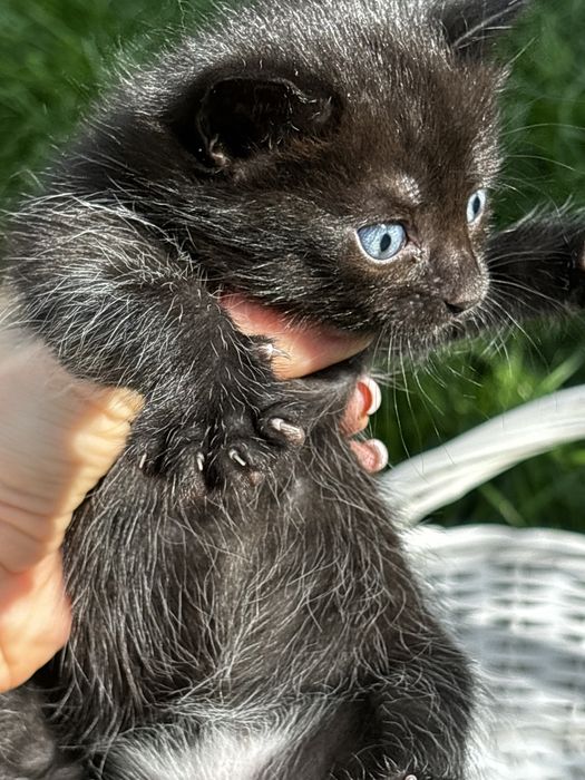 Красивые, домашние котята!!!