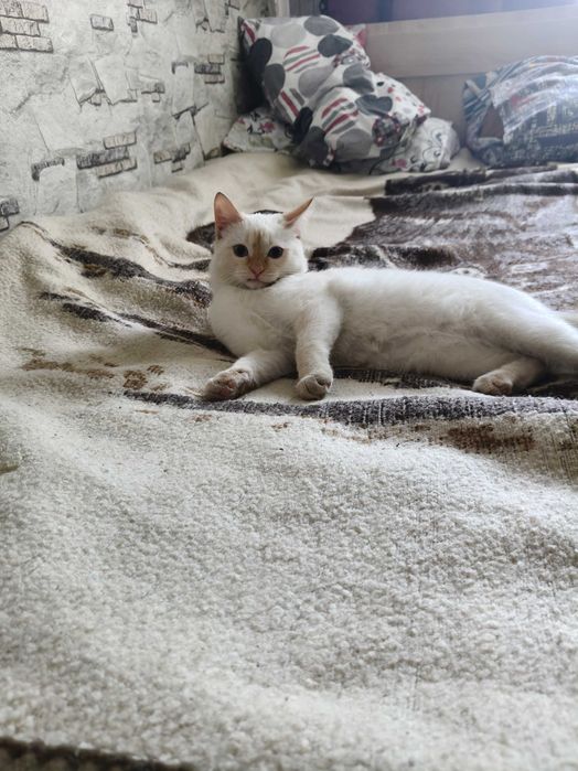 Отдам кота в добрые руки