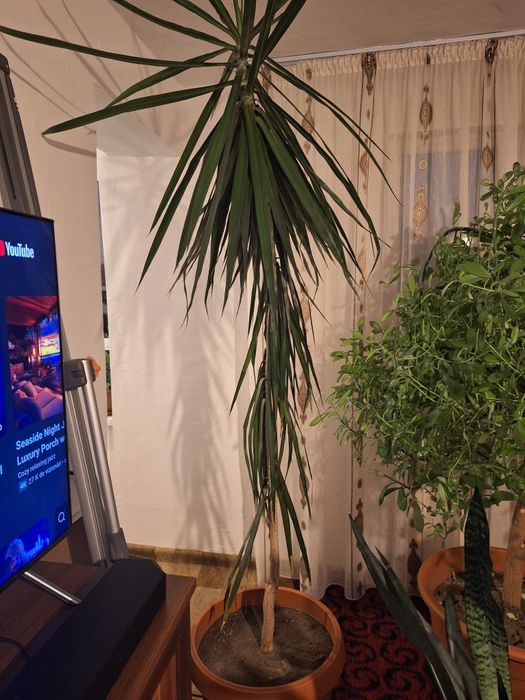 Vand Flori de Casă și Apartament