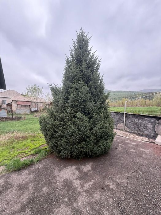 Распродажа разных елок